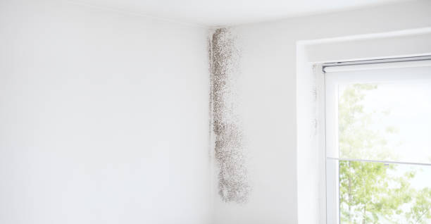 Best Mold Damage Restoration  in USA